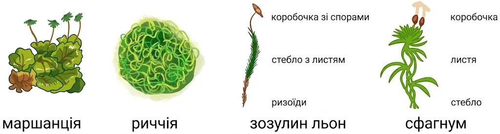 Представники мохоподібних: маршанція, риччія, зозулин льон (коробочка зі спорами, стебло з листям, ризоїди), сфагнум (коробочка, листя, стебло без ризоїдів)