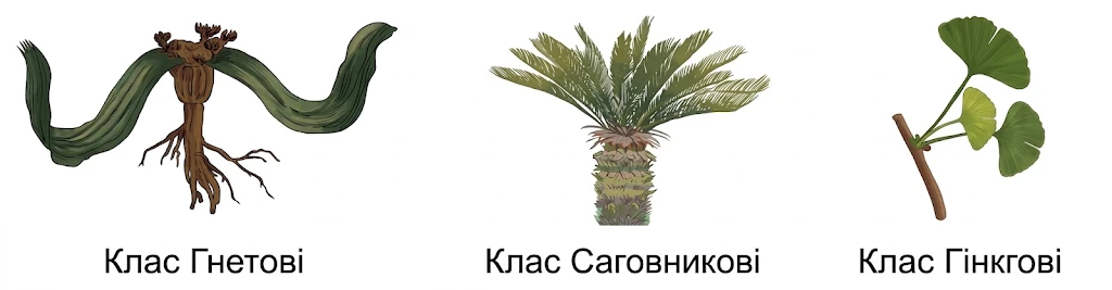 Класифікація голонасінних: Клас Гнетові (вельвічія), Клас Саговникові (саговник), Клас Гінкгові (гінкго)