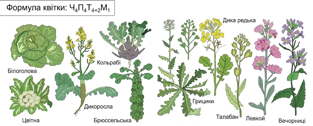 Формула квітки та представники родини Хрестоцвіті: капуста білоголова, цвітна, кольрабі, брюссельська, дикоросла, грицики, талабан, дика редька, левкой, вечорниці