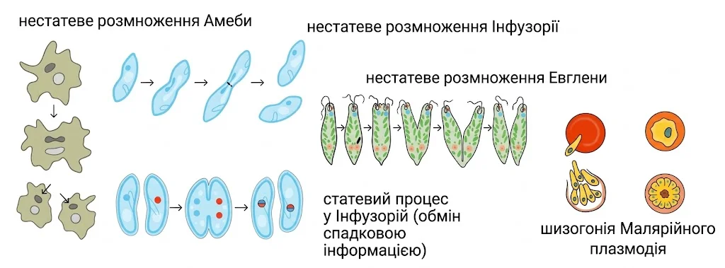 Схеми розмноження одноклітинних еукаріотів: нестатеве розмноження амеби, інфузорії та евглени, статевий процес (кон'югація) інфузорії та шизогонія малярійного плазмодія