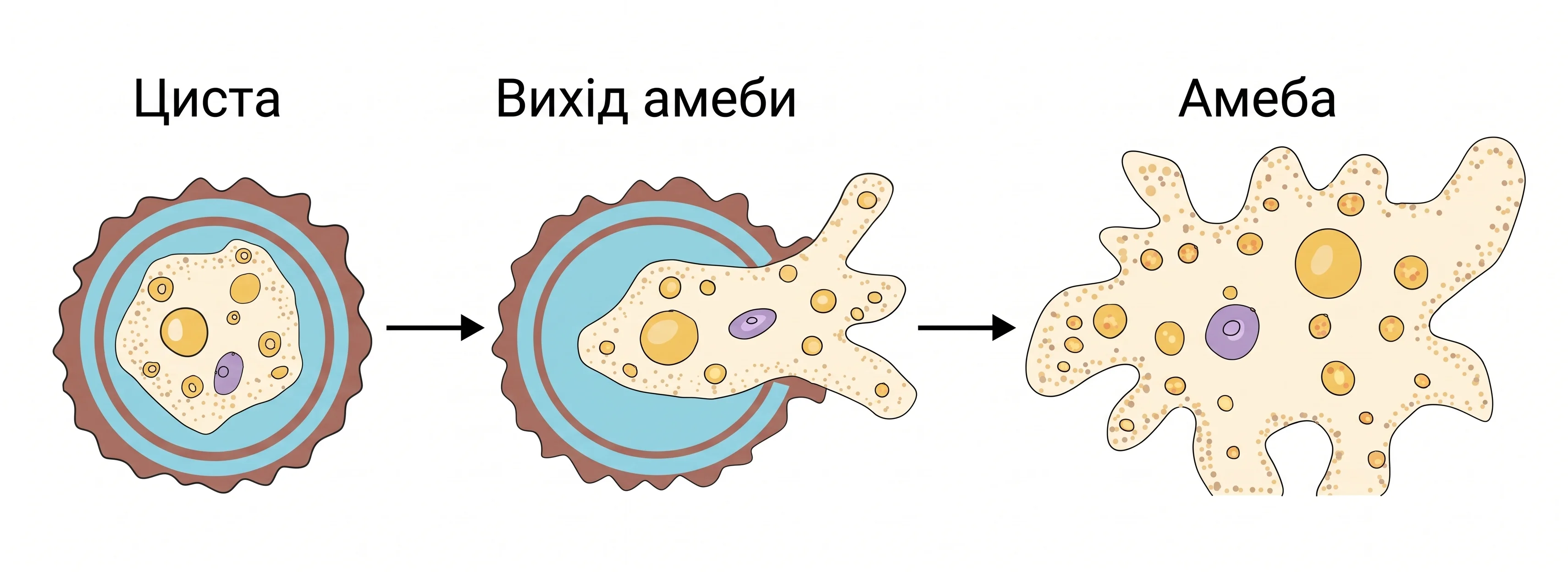 Вихід амеби протей із цисти