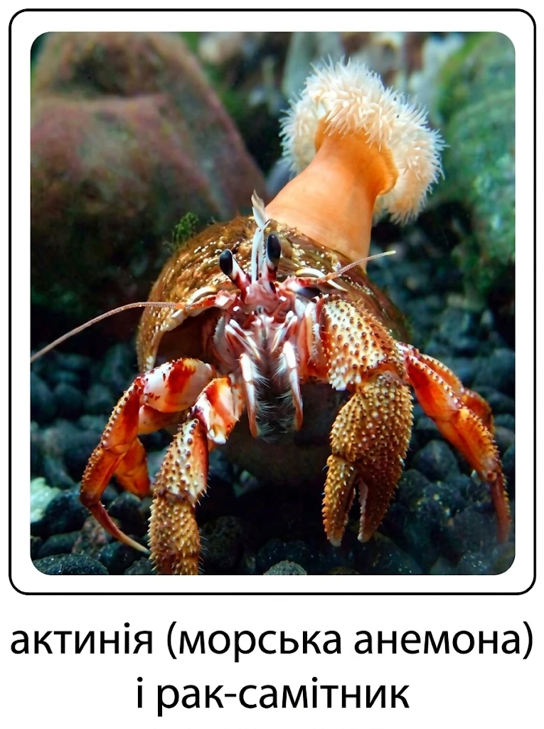 Мутуалізм (симбіоз) актинії (морської анемони) та рака-самітника
