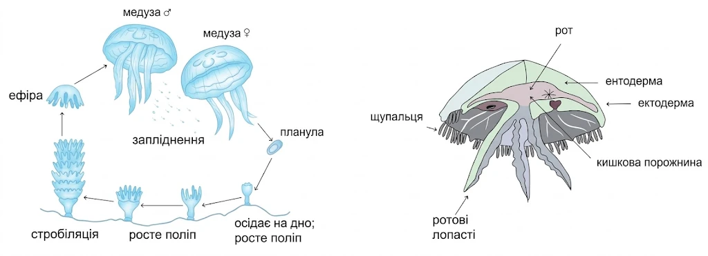 Життєвий цикл та внутрішня будова сцифоїдної медузи (клас Сцифоїдні)