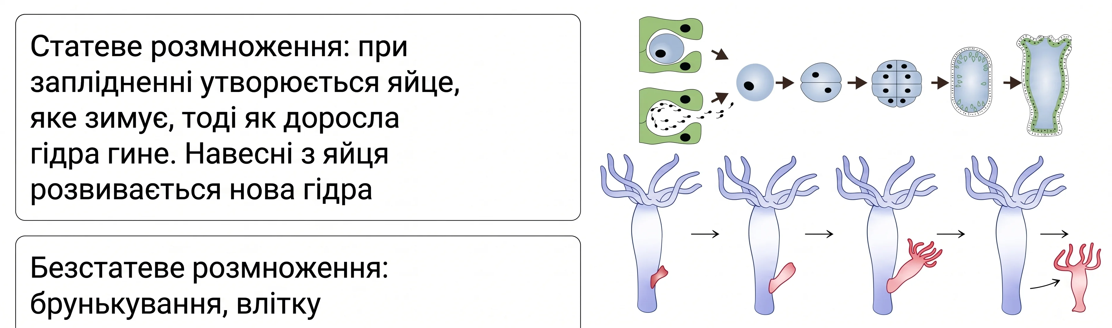 Статеве та безстатеве розмноження (брунькування) гідри прісноводної