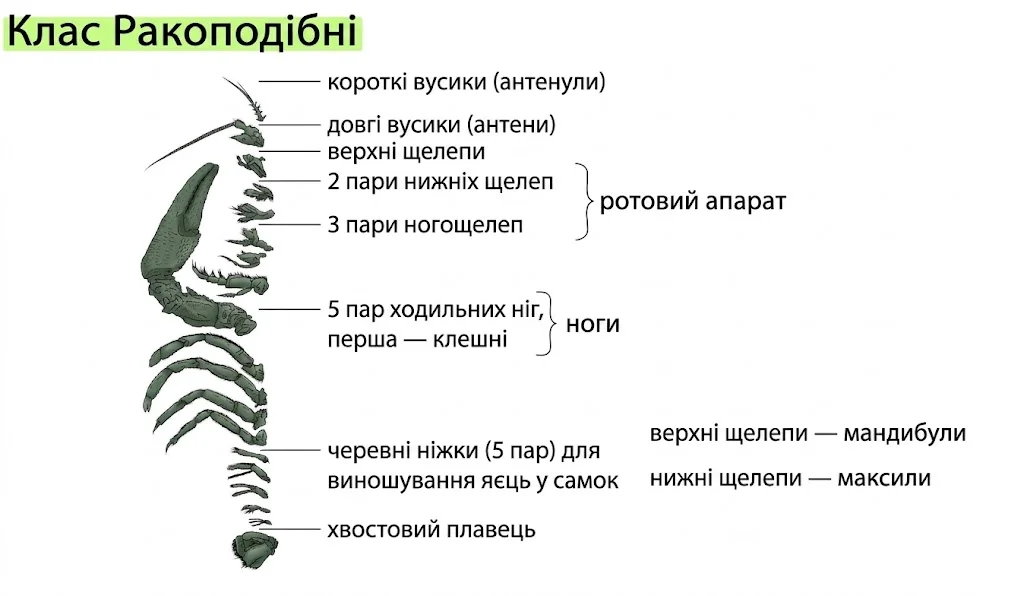 Схема будови кінцівок річкового рака (Клас Ракоподібні): антенули, антени, ротовий апарат, ходильні ноги, черевні ніжки та хвостовий плавець