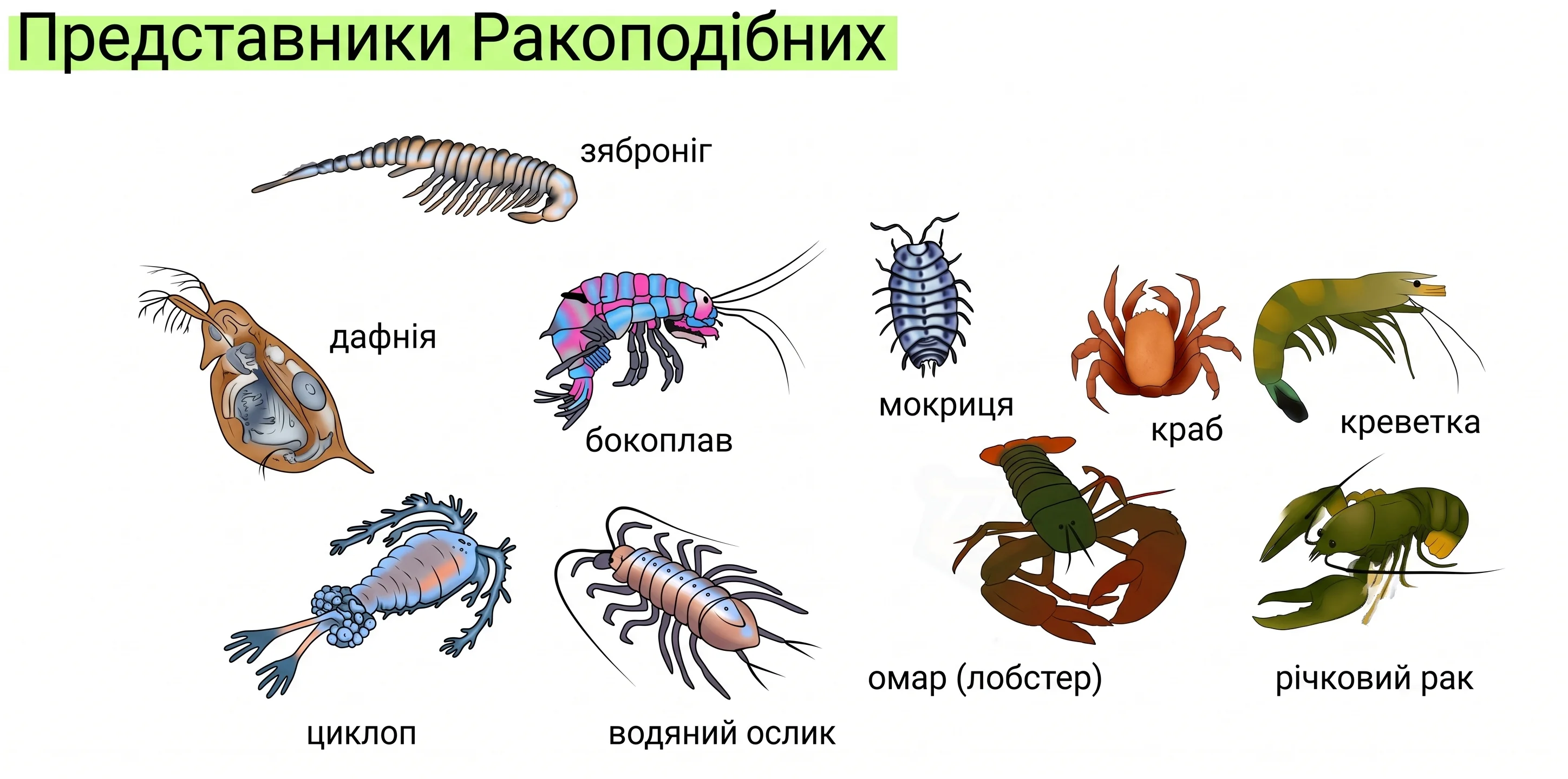 Різноманітність представників класу Ракоподібні (зяброніг, дафнія, циклоп, бокоплав, водяний ослик, мокриця, краб, креветка, омар, річковий рак)