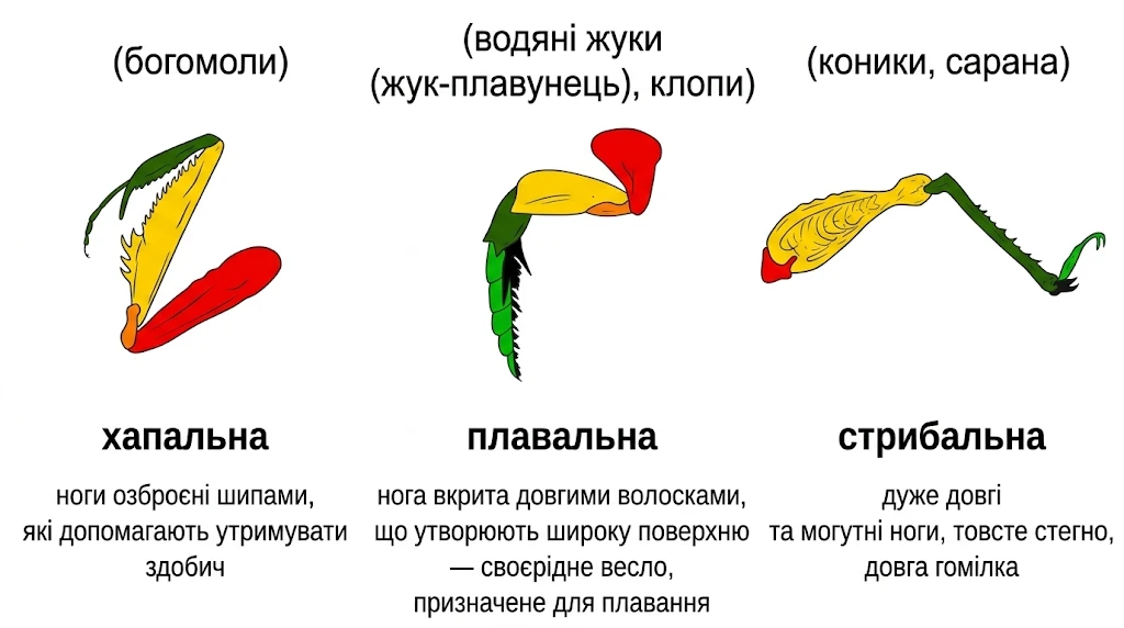 Типи кінцівок комах (хапальна, плавальна, стрибальна) з прикладами та описом