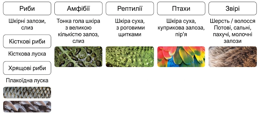 Порівняльна таблиця покривів тіла різних класів хребетних тварин (риби, амфібії, рептилії, птахи, ссавці)