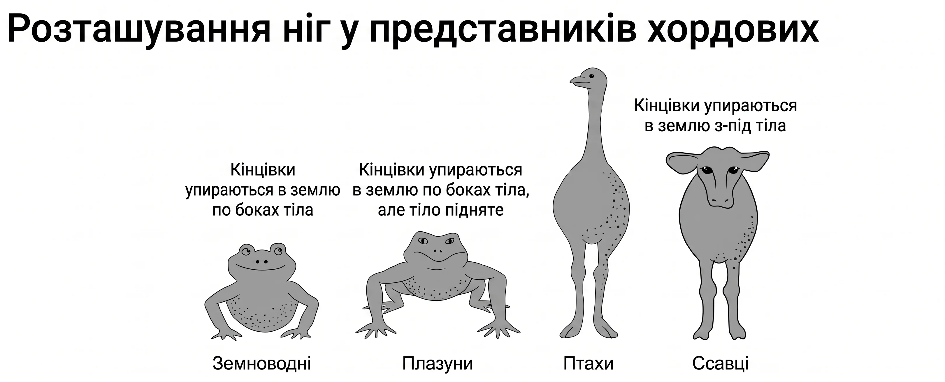 Розташування кінцівок у представників хордових тварин (земноводні, плазуни, птахи, ссавці)