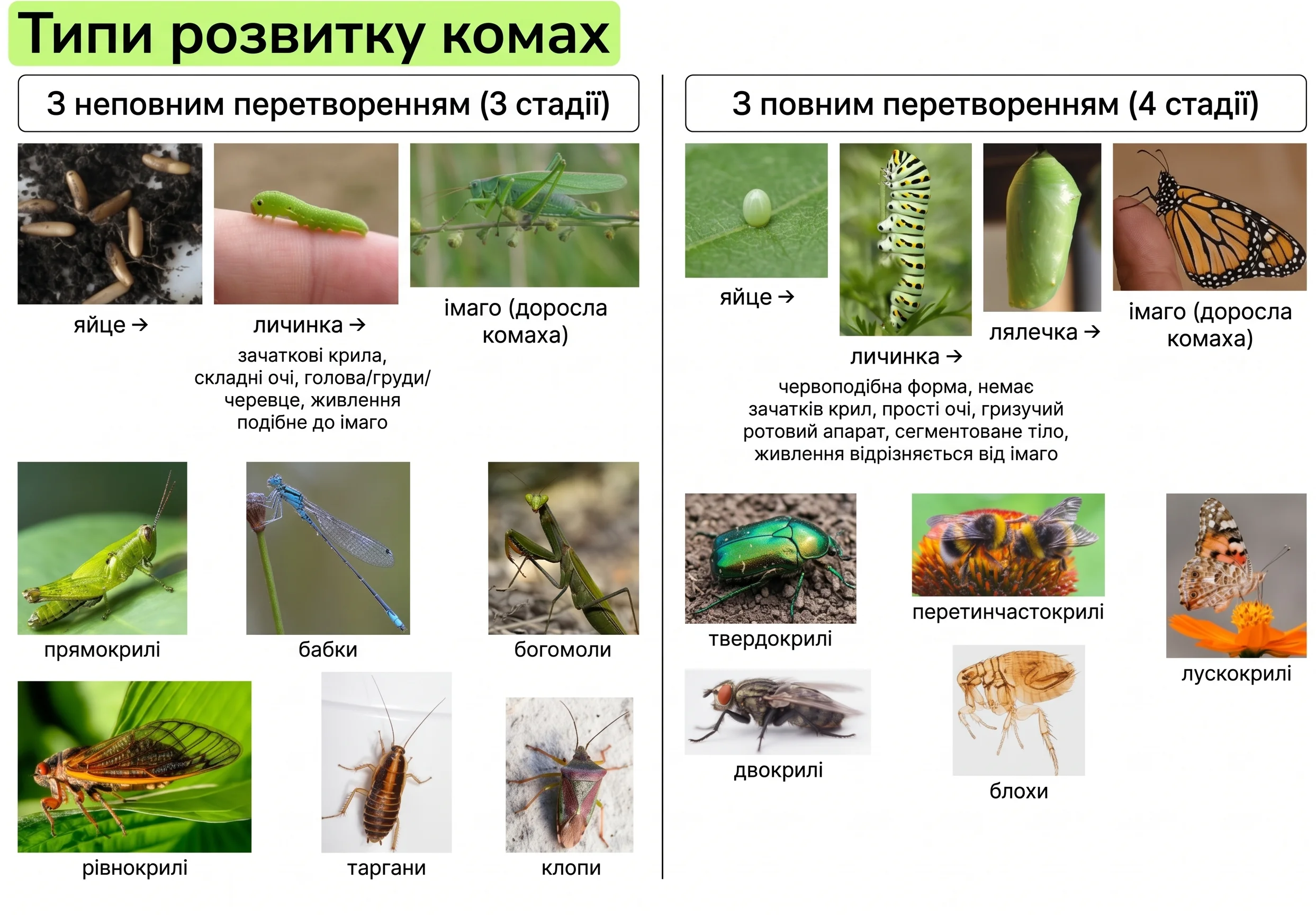 Порівняльна таблиця типів розвитку комах: з неповним перетворенням (3 стадії) та з повним перетворенням (4 стадії), з фотографіями стадій та представників рядів