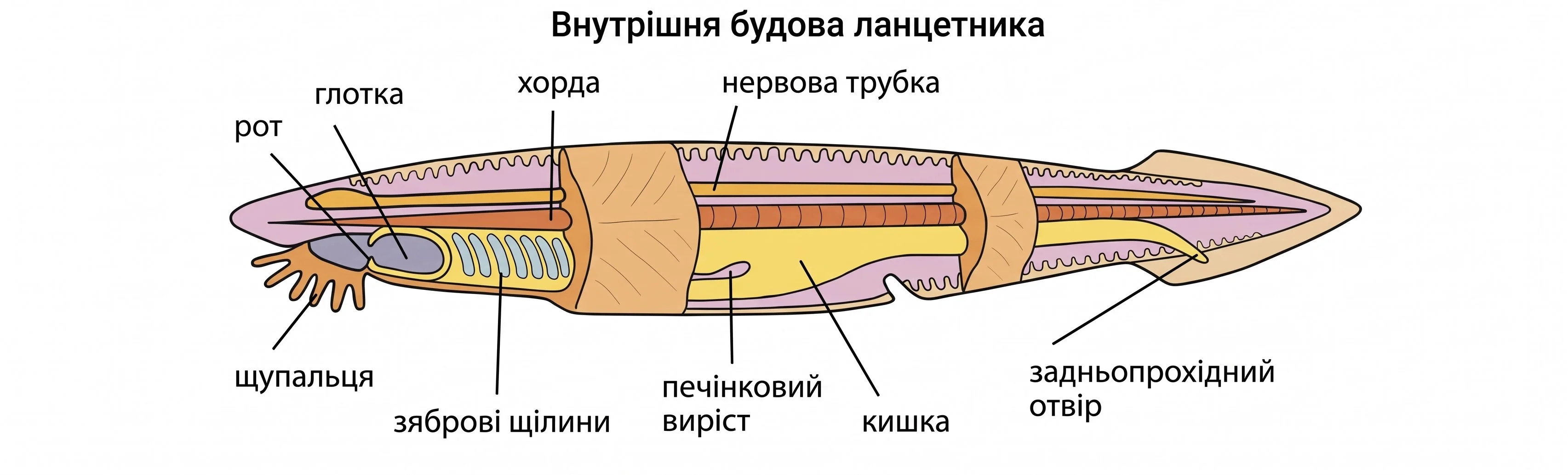 Внутрішня будова ланцетника