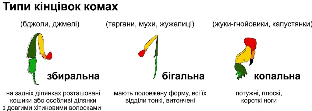 Типи кінцівок комах (збиральна, бігальна, копальна) з прикладами та описом