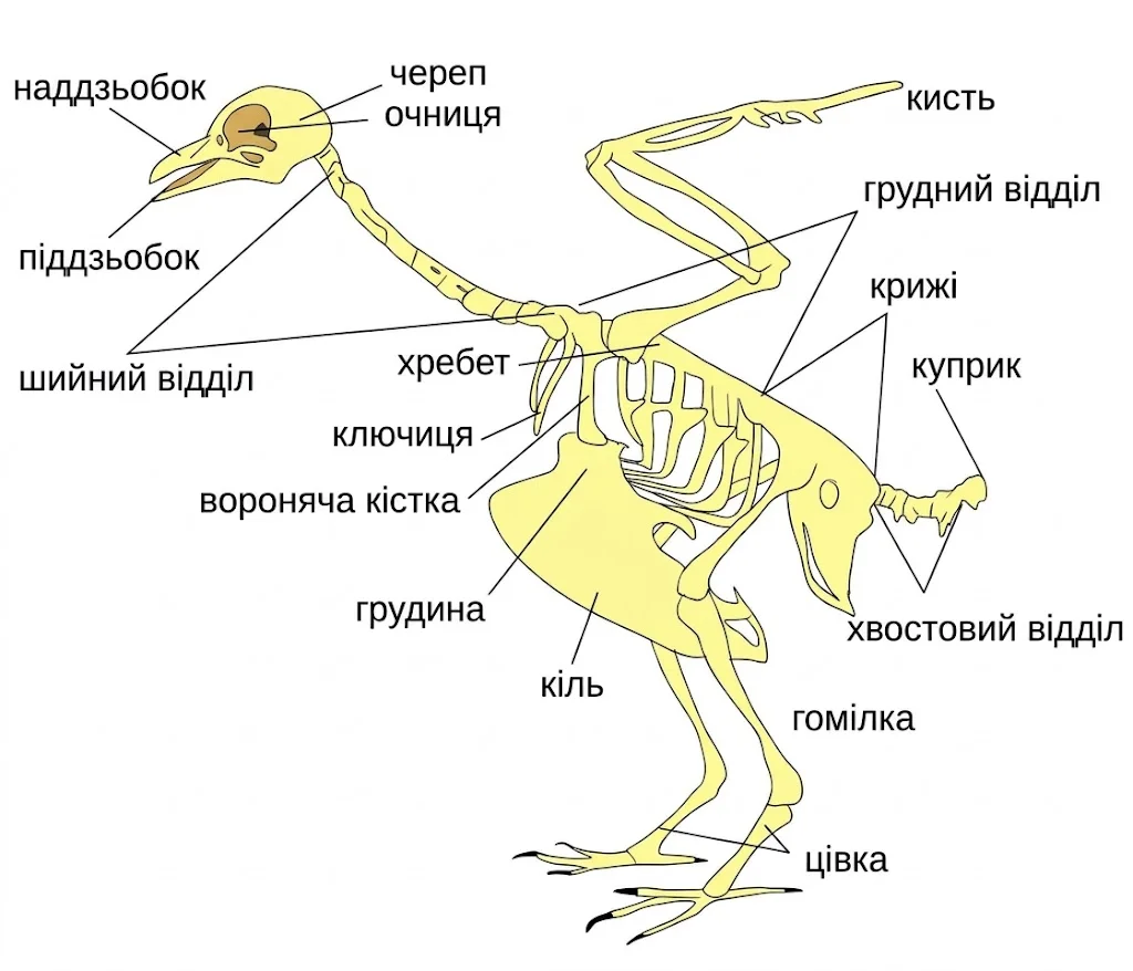 Будова скелета птаха