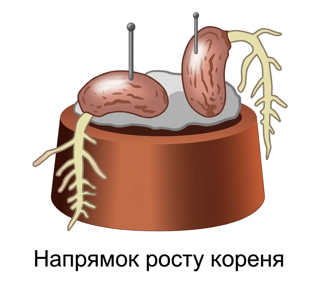 Геотропізм: позитивний геотропізм кореня (напрямок росту кореня завжди спрямований донизу за силою тяжіння незалежно від просторової орієнтації насінини)