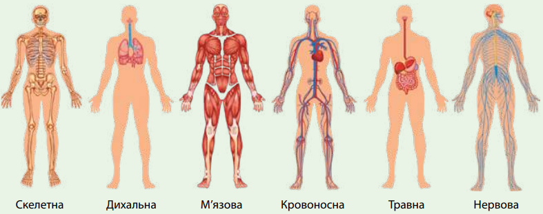 назви фізіологічних систем
