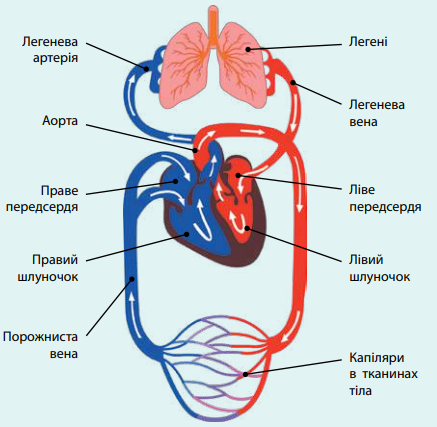 Кола кровообігу