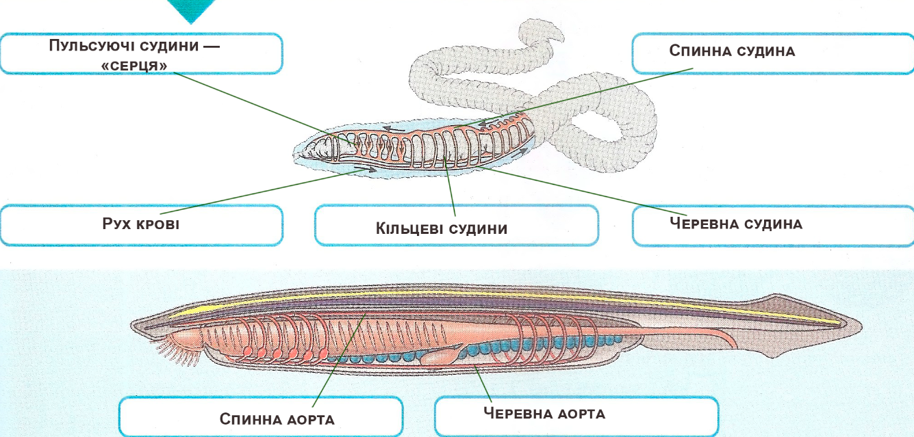 компоненти кровоносної системи дощового черв'яка, ланцетника