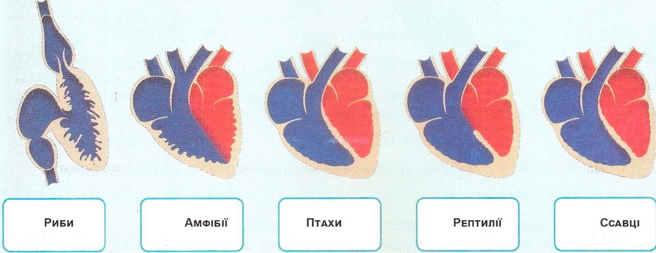 На малюнку зображена еволюція будови серця хребетних