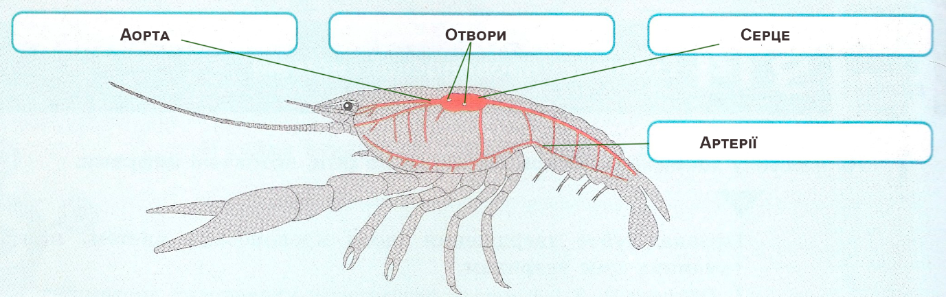 компоненти кровоносної системи річкового рака