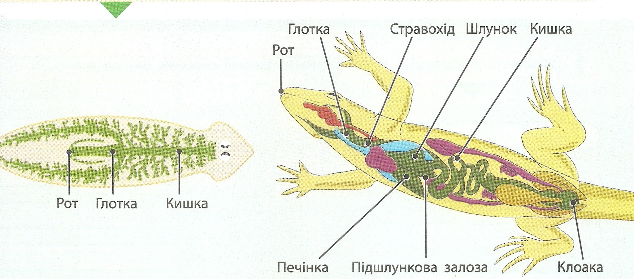 Порівняйте травну систему плоских червів і рептилій