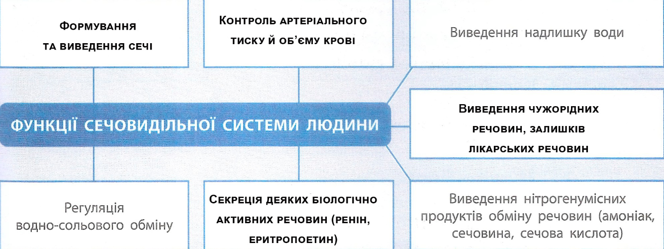Функції сечовидільної системи людини