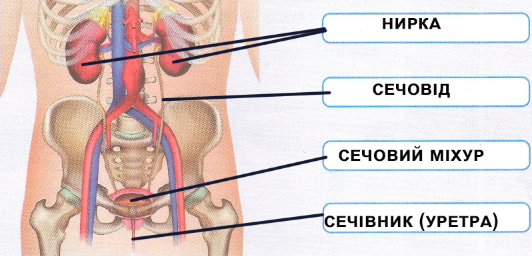 назви органів сечовидільної системи людини