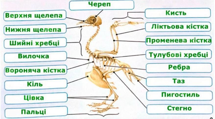 Підпишіть ті кістки скелета птаха, які ви знаєте