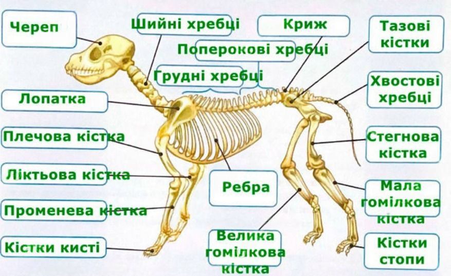 Підпишіть ті кістки скелета собаки, які ви знаєте
