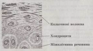 складники хрящової тканини