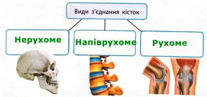 Види з’єднання кісток