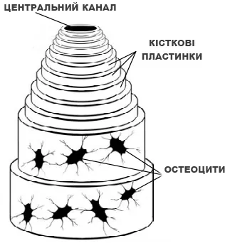 складники остеону