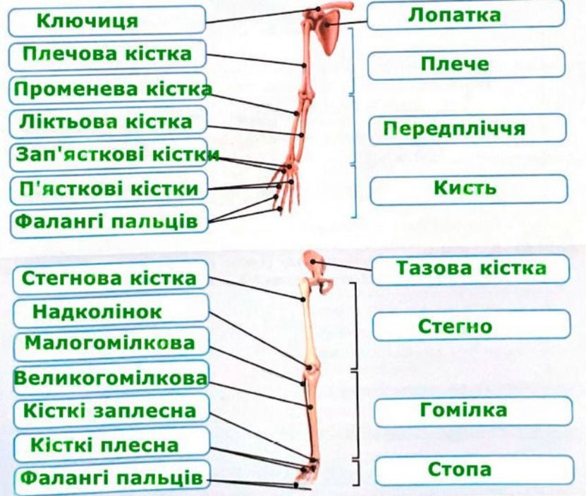 кістки скелета верхньої та нижньої кінцівки людини і їхніх поясів