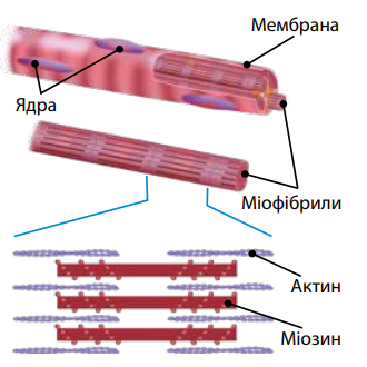 малюнок м’язового волокна