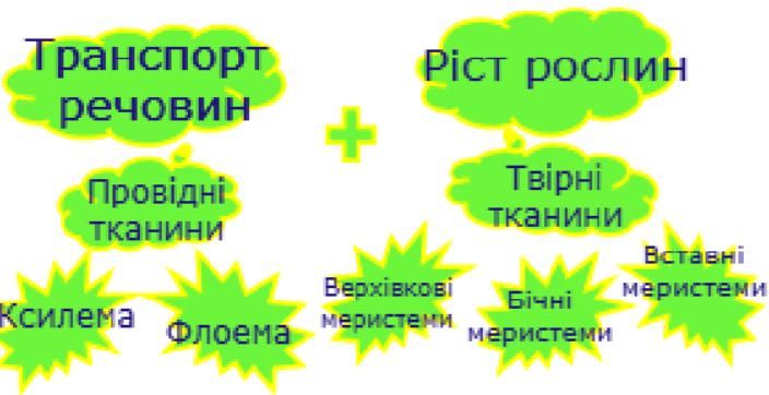 Схема транспорту речовин та росту
